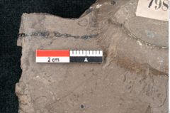 Foto (Detailansicht) von Ficus tenuinervis Ettingshausen (NHMW-GEO-2024-0188-7985)